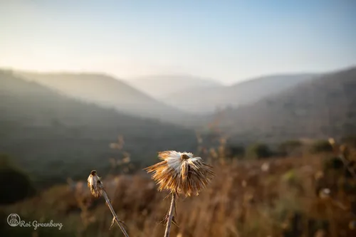 סוף הדרך בערפל